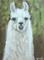 Art: Llama by Artist Heather M. Mathieson