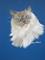 Art: Isis Ragdoll #1 by Artist Heather M. Mathieson