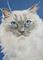 Art: I Am Waiting - Sold by Artist Heather M. Mathieson