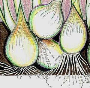 Detail Image for art Onions-A Rhythm Of Their Own