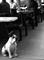 Art: Bulldog In Devon Seaside Caf by Artist Laura T