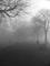 Art: Bury Meadows In Fog by Artist Laura T