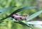 Art: SPUR THROATED GRASSHOPPER  by Artist Theodora Demetriades 