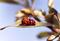 Art: LADY BUG AND RANDY BUG by Artist Theodora Demetriades 