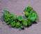 Art: lichen_bracelet2.jpg by Artist Harlan