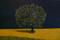Art: tree alone by Artist John Fields