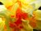 Art: Vibrant Daffodil by Artist Kimmary I MacLean