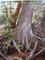 Art: Tree at McKinney falls by Artist Barbara Haviland