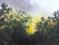 Art: Early Morning  Sun Coming Up Plein Air by Artist Barbara Haviland
