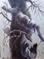Art: Up Close TREE LIMBS by Artist Barbara Haviland