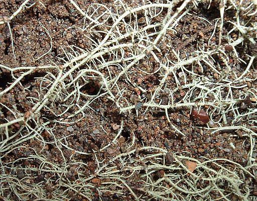 Art: Moss on Sand by Artist Lindi Levison