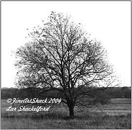 Detail Image for art Last Tree Leaf in the Texas Wind