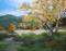 Art: Blustery Day Sycamore Eaton Canyon oil painting by Karen Winters - SOLD by Artist Karen Winters