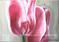 Art: Pink Tulips (s) by Artist Luba Lubin