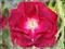 Art: Red Rose Aceo by Artist Deanne Flouton