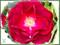 Art: Rose by Artist Deanne Flouton