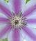 Art: Pinwheel by Artist Deanne Flouton
