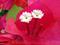 Art: Bougainvillea  family by Artist Deanne Flouton