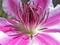 Art: Clematis Heart by Artist Deanne Flouton