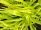 Art: Foliage by Artist Deanne Flouton