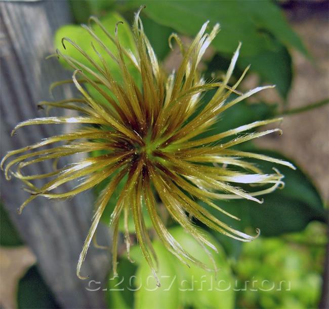 Art: Clematis Undressed by Artist Deanne Flouton