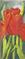 Art: Red Tulips miniature by Artist Barbara Haviland