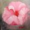 Art: Pink Hibiscus miniature by Artist Barbara Haviland