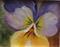 Art: Pansy miniature by Barbara Haviland by Artist Barbara Haviland