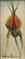 Art: Rose Bud miniature oil by Barbara Haviland  SOLD by Artist Barbara Haviland