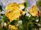 Art: Three Yellow Miniature Roses by Artist Laurie Justus Pace