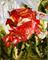 Art: Red Miniature Rose by Artist Laurie Justus Pace