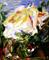 Art: White Miniature Rose by Artist Laurie Justus Pace