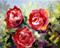 Art: Three Roses by Artist Laurie Justus Pace