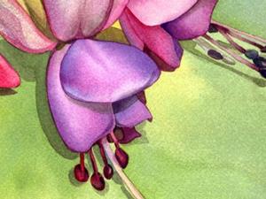 Detail Image for art Fuchsia from my Patio