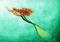 Art: Green Sea Mermaid by Artist Hiroko Reaney