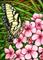 Art: Tiger Swallowtail Butterfly Fairy by Artist Hiroko Reaney