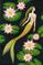 Art: Orange Ogon Koi Mermaid and Pink Lotus Flowers by Artist Hiroko Reaney