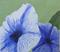 Art: Petunias for TAG by Artist Donna Gill 
