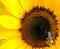Art: Sunflower and the Bee by Artist pamela jean lacasse