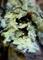 Art: Lichen of the Green persuasion by Artist pamela jean lacasse