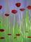 Art: Poppies II by Artist Stacey R. Zimmerman
