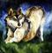 Art: Wolf Summer Play by Artist Laurie Justus Pace