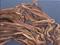 Art: Driftwood (SOLD) by Artist Carroll 