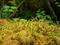 Art: Oregon Beak Moss and Tree Moss by Artist Christine Wasankari