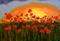 Art: Field of poppies by Artist Mats Eriksson