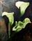 Art: Calla lilies by Artist Mats Eriksson