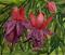 Art: A couple of fuchsia by Artist Mats Eriksson