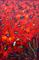 Art: WILD RED POPPIES by Artist LUIZA VIZOLI