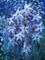 Art: FLOWERS IN THE RAIN by Artist LUIZA VIZOLI