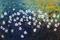 Art: WHITE WILD FLOWERS by Artist LUIZA VIZOLI